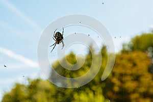 Cross spider on its cobweb