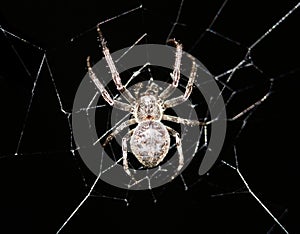 Cross spider in its web