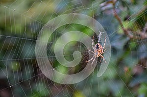 Cross spider in its web