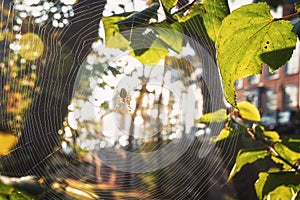 Cross spider in its web enjoying the autumn sun