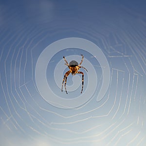 Cross spider in its white web, insect looks down, blue sky.