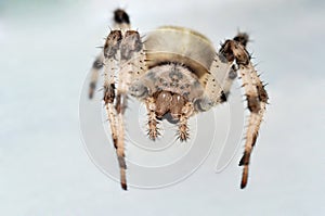 Cross spider looking into lens