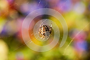 Cross spider in the middle of its web