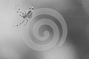 Cross spider shot in black and white, crawling on a spider thread. Halloween fright