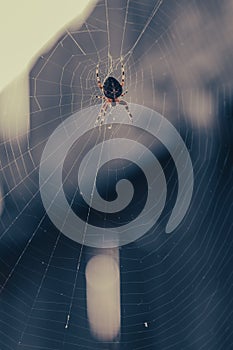 Cross Spider on the web