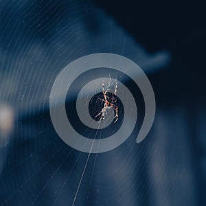 Cross Spider on the web