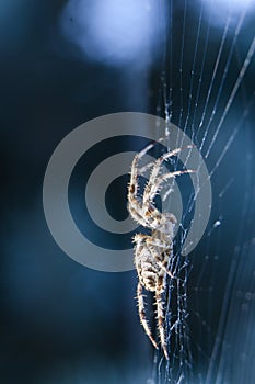 Cross Spider in web Garden useful insect