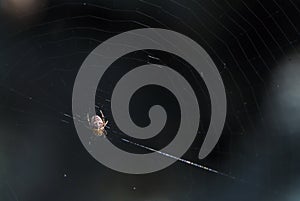 Cross Spider in web Garden useful insect