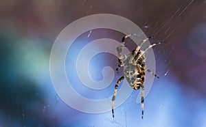 Cross Spider in web Garden useful insect