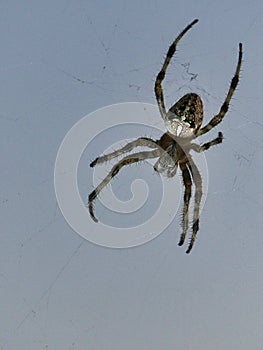 cross spider in web. the hunter lurks for his prey