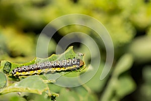 Cross-striped Cabbageworm- Evergestis rimosalis