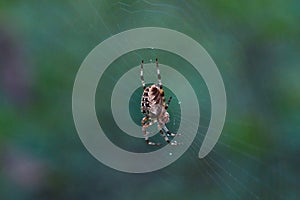 Cross tee spider in its network.