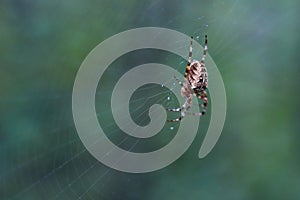 Cross tee spider in its network.