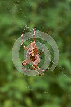 Cross tee spider in its network.