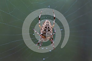 Cross tee spider in its network .