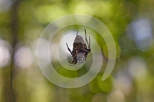 Cross tee spider in its network.