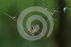 Cross tee spider in its network.