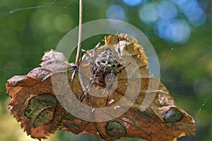 Cross tee spider in its network.