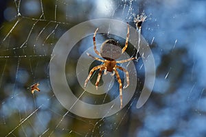 Cross tee spider in its network.