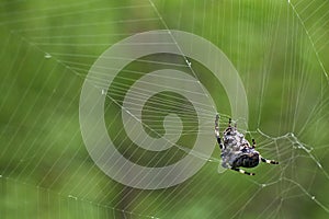 Cross tee spider in network eats prey.