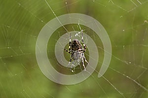 Cross tee spider in network eats prey.