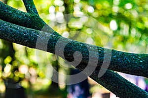 Cross with treetrunks in forest people behind photo