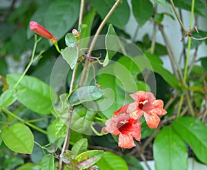 Cross vine (Bignonia capreolata) variety Dragon Lady