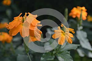 Crossandra flower