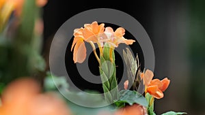 Crossandra infundibuliformis, the firecracker flower, footage