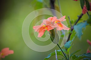 Crossandra infundibuliformis Kanakambaram South India