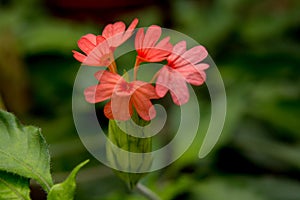 Crossandra Nilotica, Red Tropical Plant