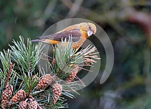 The crossbill is a genus, Loxia, of birds in the finch family, with six species.