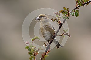 Crossbill, Loxia curvirostra