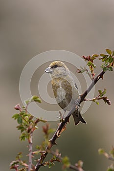 Crossbill, Loxia curvirostra photo