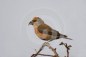 Crossbill, Loxia curvirostra photo