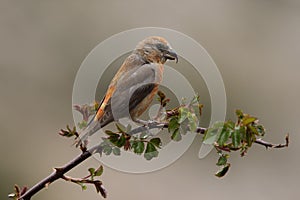 Crossbill, Loxia curvirostra photo