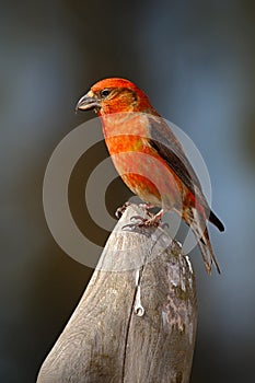 Crossbill, Loxia curvirostra, red songbird sitting on the tree trunk, animal in the nature habitat, Germany