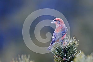 Crossbill in natural habitat (loxia curvirostra)