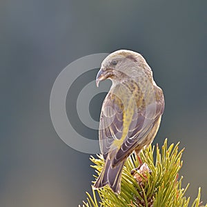 Crossbill in natural habitat (loxia curvirostra) photo