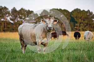 Crossbred beef cattle herd in pasture photo