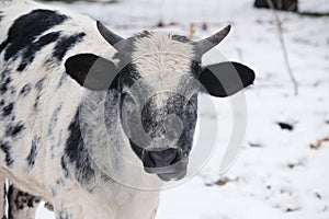 Crossbred brahman calf in snowy farm field