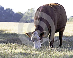 Crossbred cow grazing