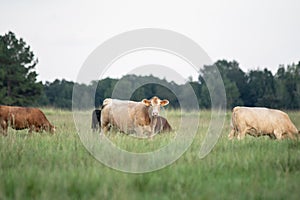 Crossbred cows in southern pasture photo