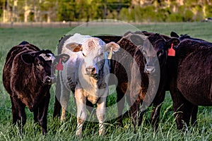 Crossbred heifers in pasture