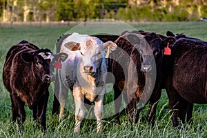 Crossbred heifers in pasture photo