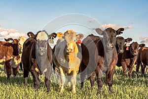 Crossbred heifers in pasture