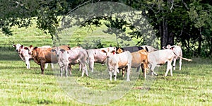 Crossbred heifers in a southern pasture