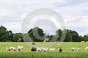 Crossbred herd in summer pasture - negative space