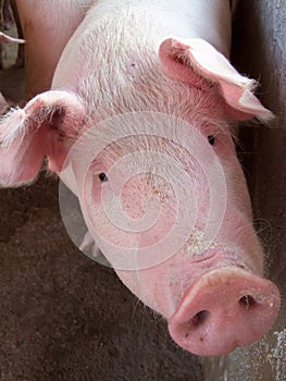 Crossbred pig photo