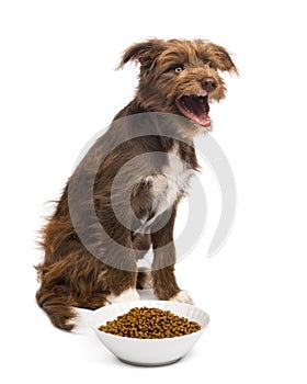 Crossbreed, 5 months old, sitting behind a bowl full of dog food and yawning